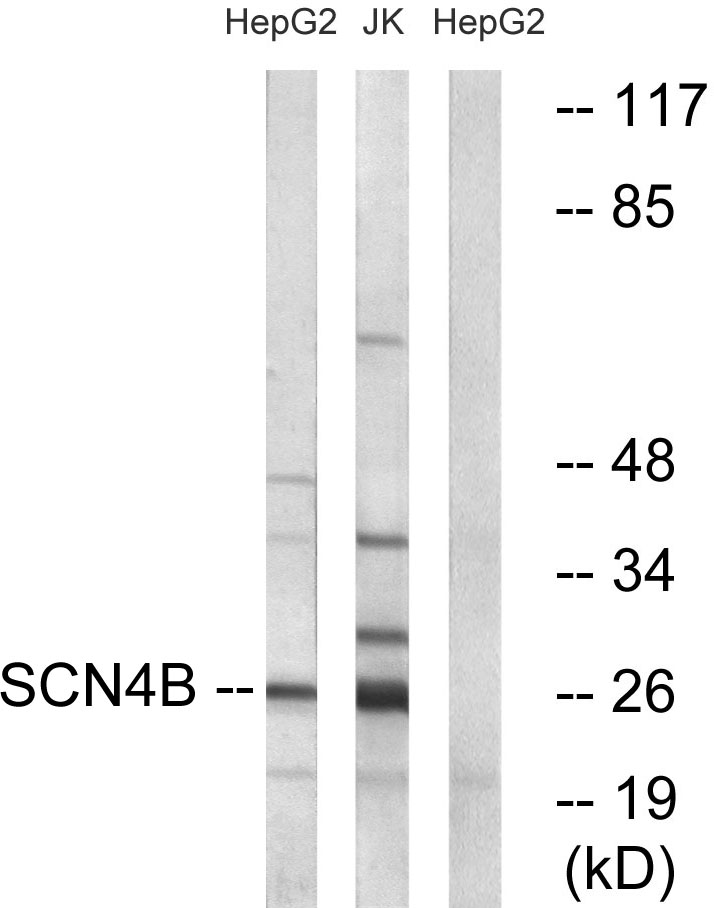 Sodium channel beta 4 Ab