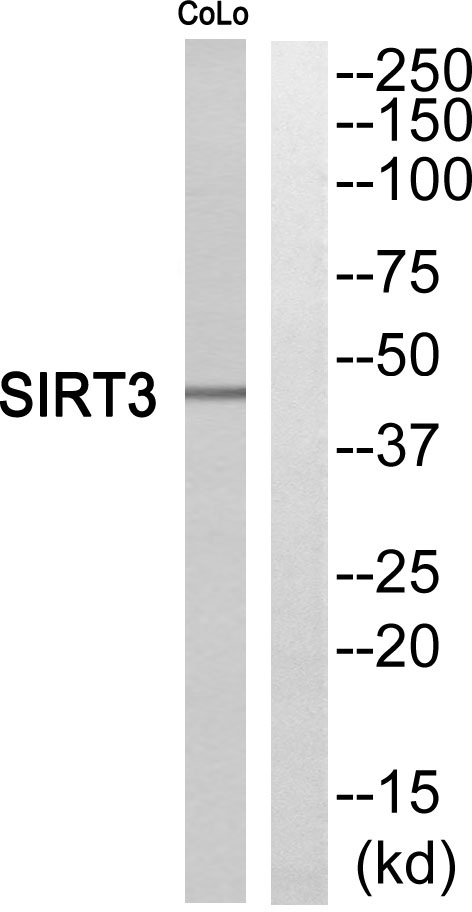 SIRT3 Ab