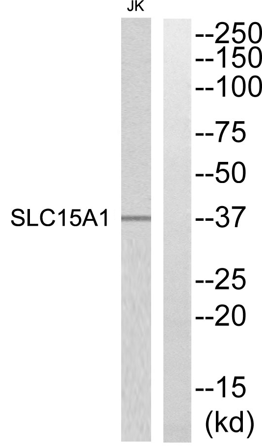 SLC15A1 Ab