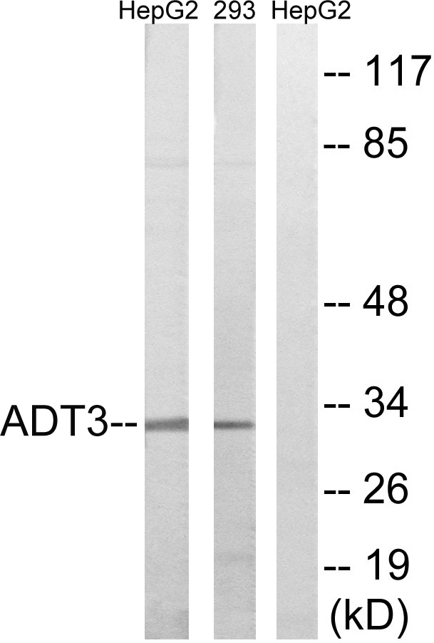 SLC25A6 Ab