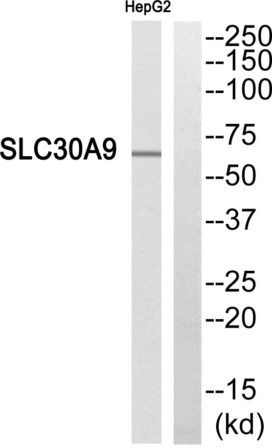 SLC30A9 Ab