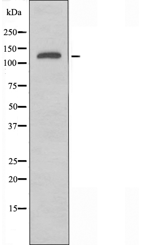 SLC4A8/10 Ab