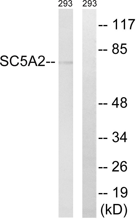 SLC5A2 Ab