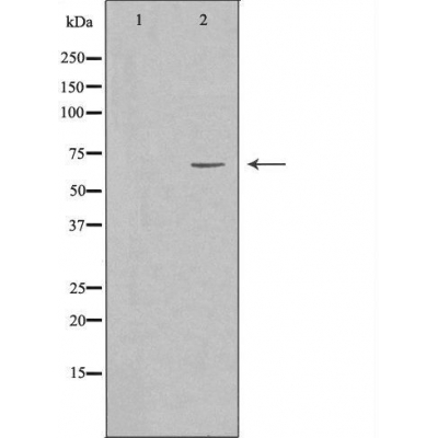 SLU7 Ab