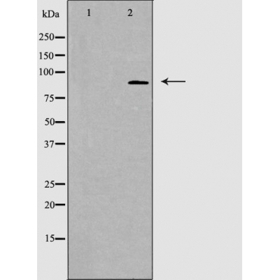 STAT5A/B Ab