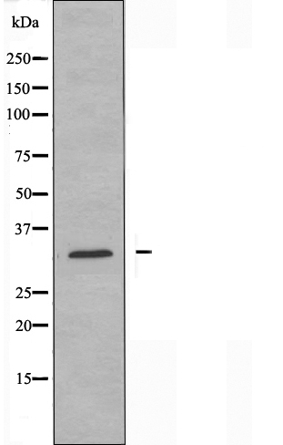 Surfeit locus protein 1 Ab