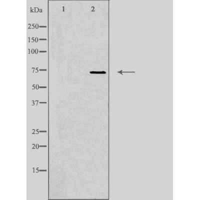 Synaptotagmin 16 Ab