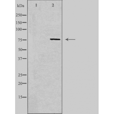 Synaptotagmin like protein 4 Ab