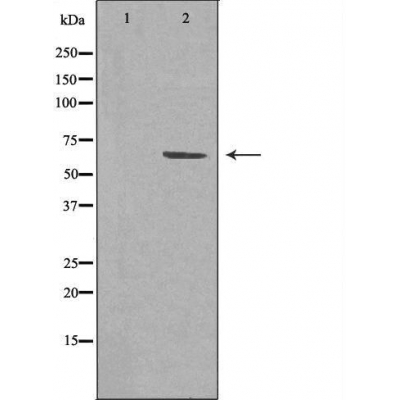 TCF7L1 Ab