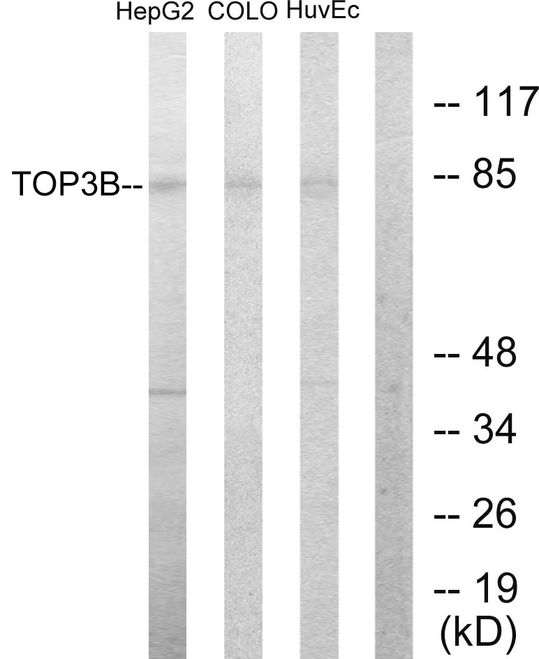 DNA topoisomerase 3 beta 1 Ab