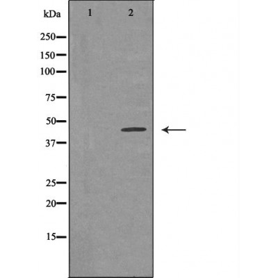 p53 Ab