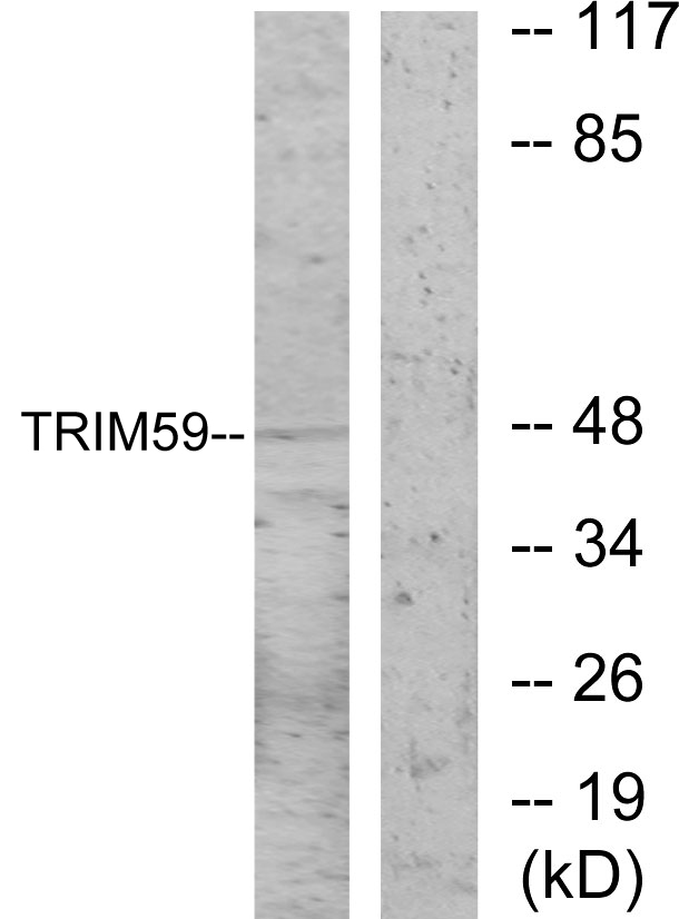 TRIM59 Ab