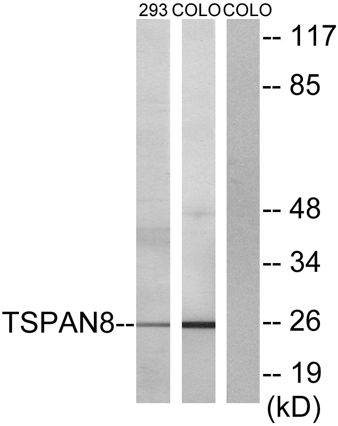 Tspan 8 Ab