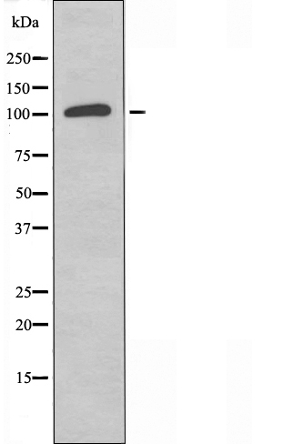 gamma 5 Tubulin Ab