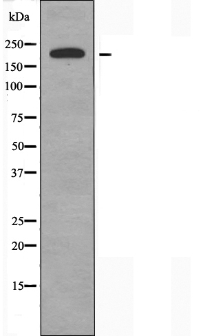 gamma 6 Tubulin Ab