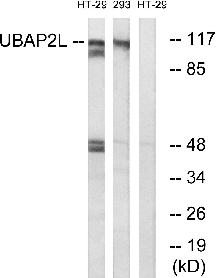 UBAP2L Ab