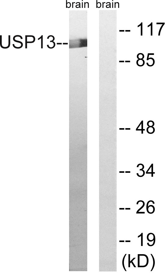 USP13 Ab