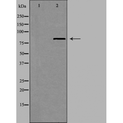 UTP14A Ab