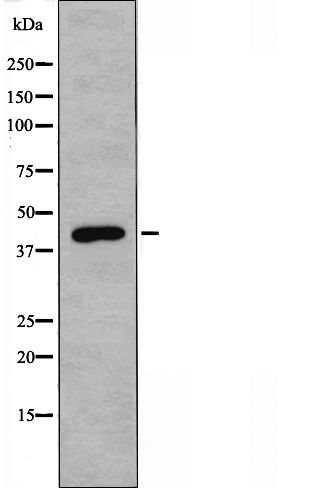 Vomeronasal type 1 receptor 2 Ab