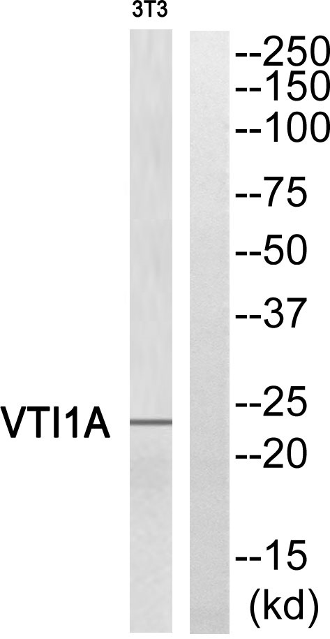 VTI1A Ab