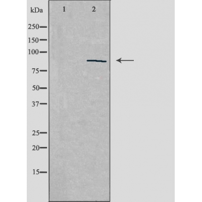 ZNF148 Ab