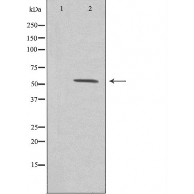 ZSCAN26 Ab