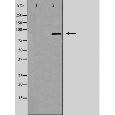 ZNF287 Ab