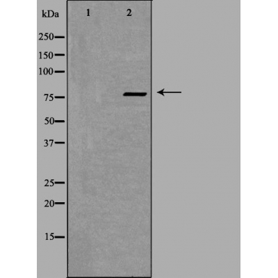 ZNF420 Ab