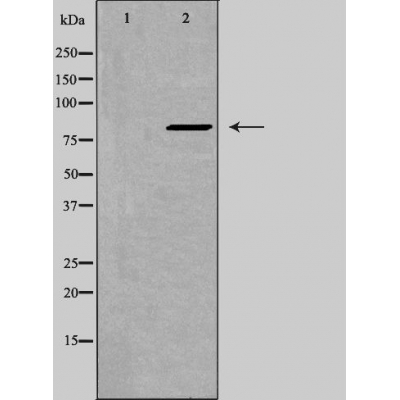 ZNF541 Ab