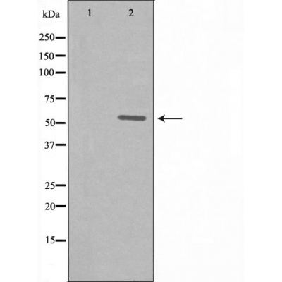 ZNF596 Ab