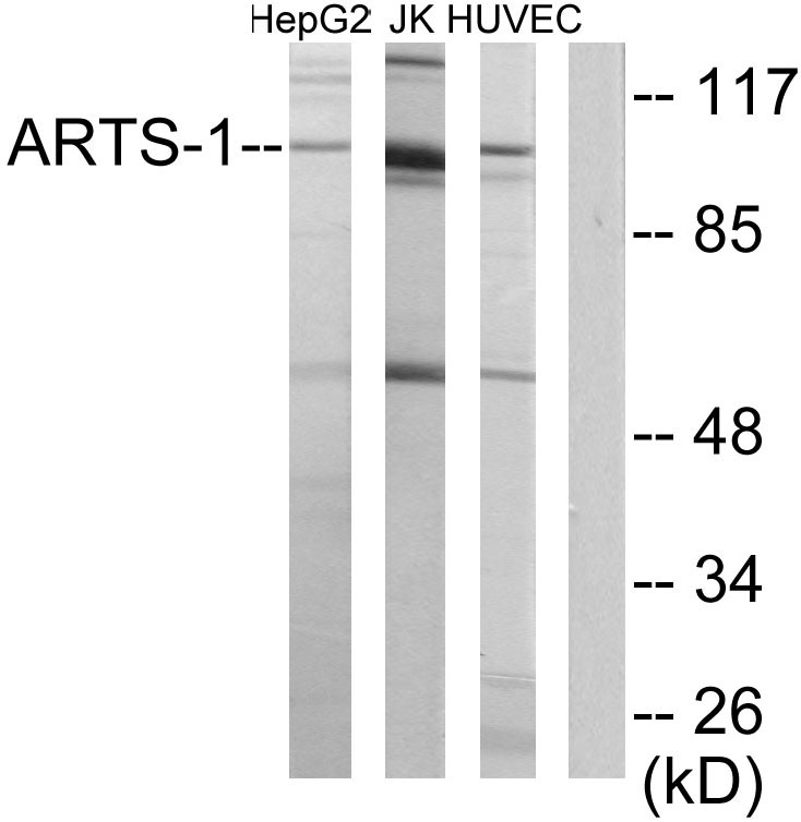 ERAP1 Ab