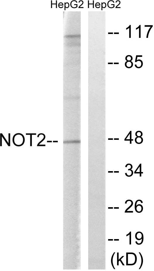 CNOT2 Ab