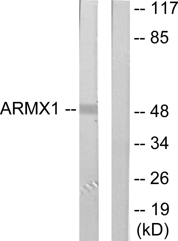 ARMCX1 Ab