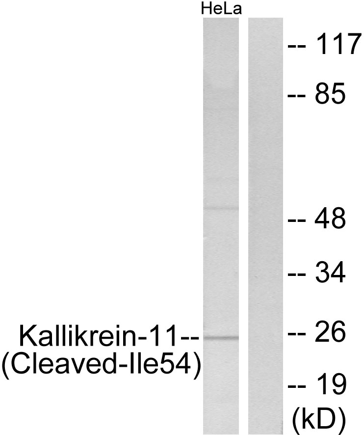 Kallikrein 11 Ab