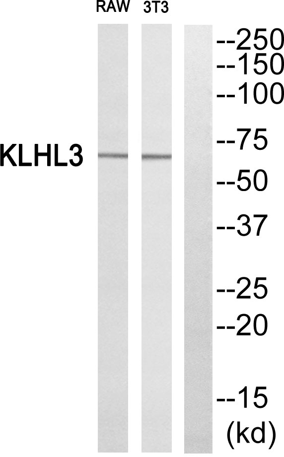 KLHL3 Ab