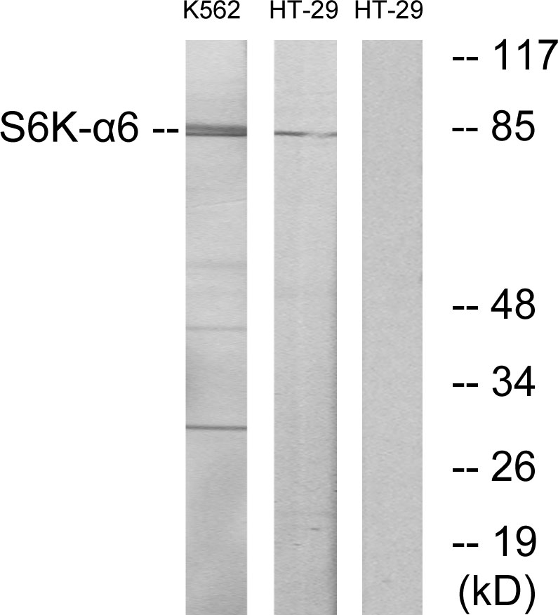 p90 S6 kinase alpha 6 Ab