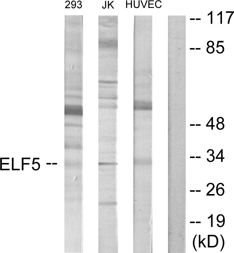 ELF5 Ab