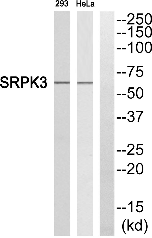 SRPK3 Ab