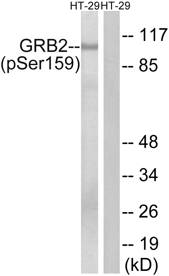 p-GAB2 (S159) Ab