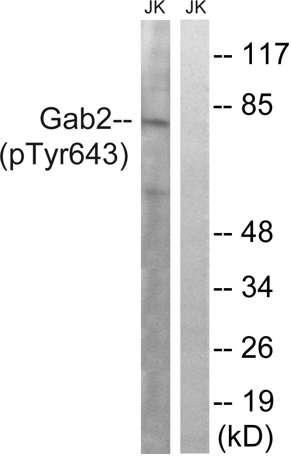 p-GAB2 (Y643) Ab