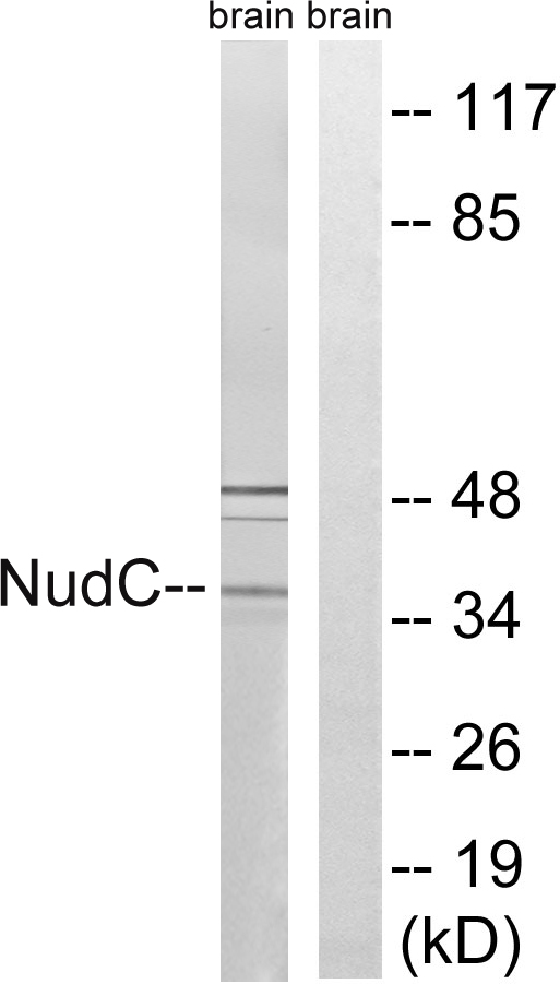 NUDC Ab