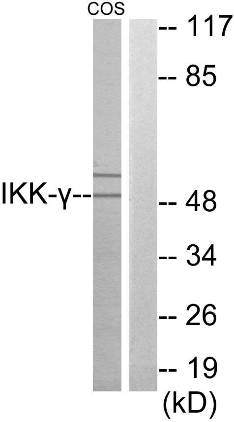 IKK gamma Ab