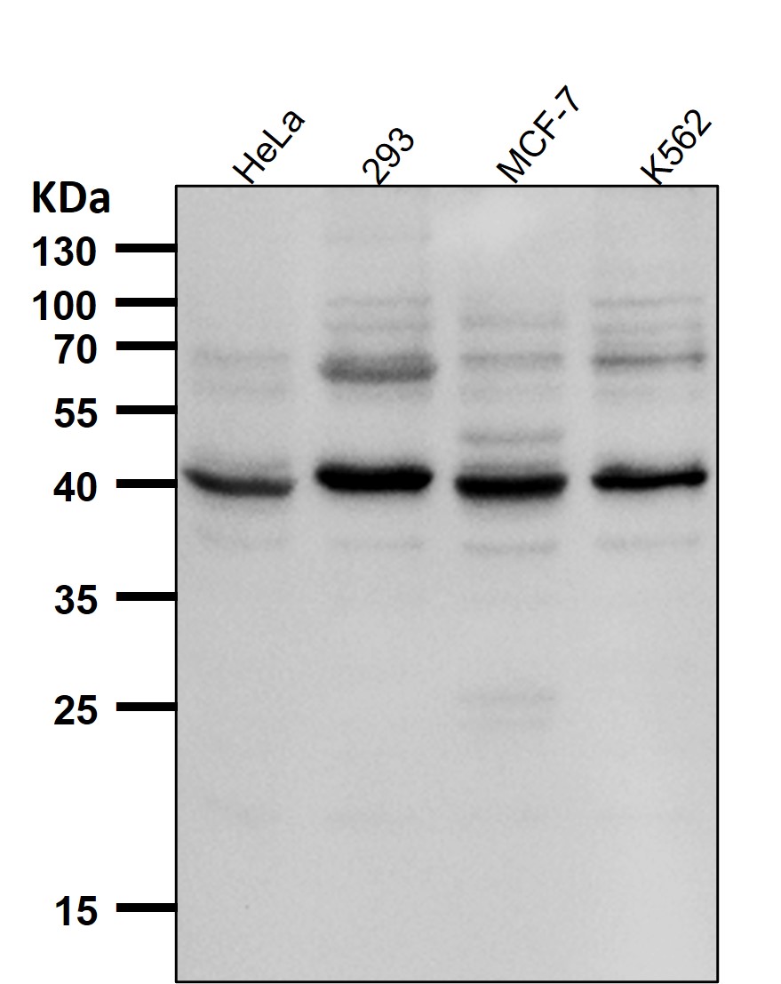 TGF beta 1 Ab