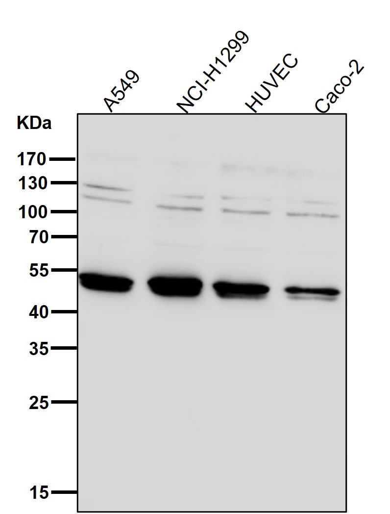 TGF beta 1 Ab