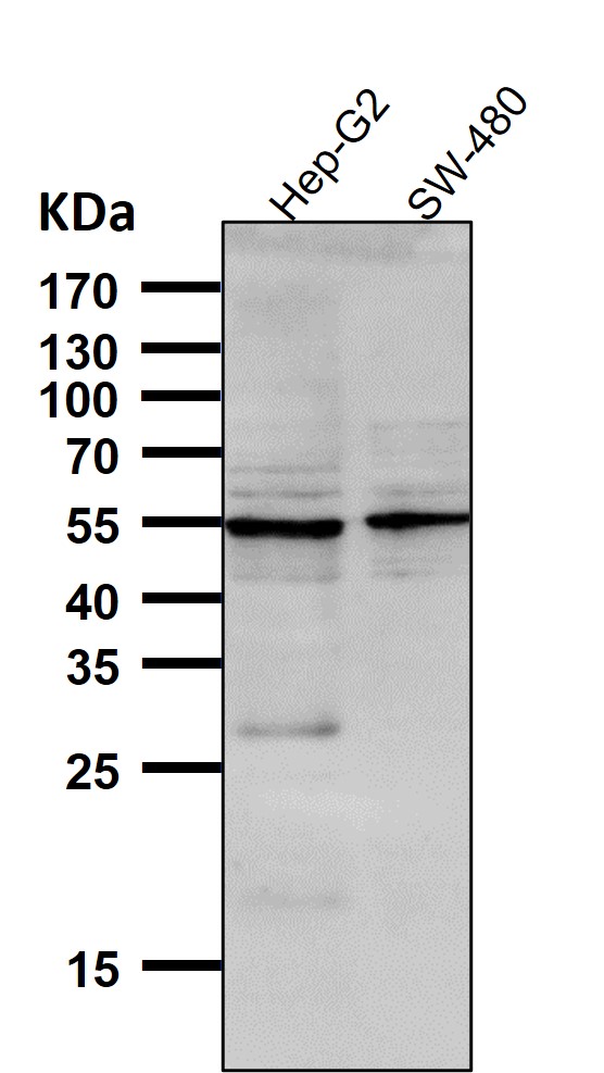 Osteopontin Ab