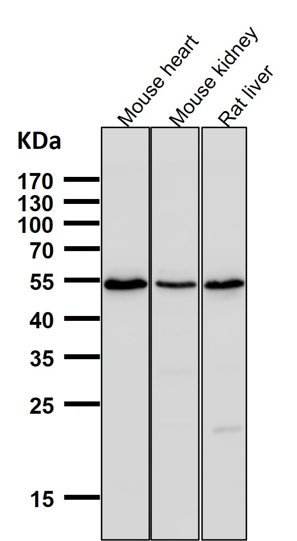 Osteopontin Ab