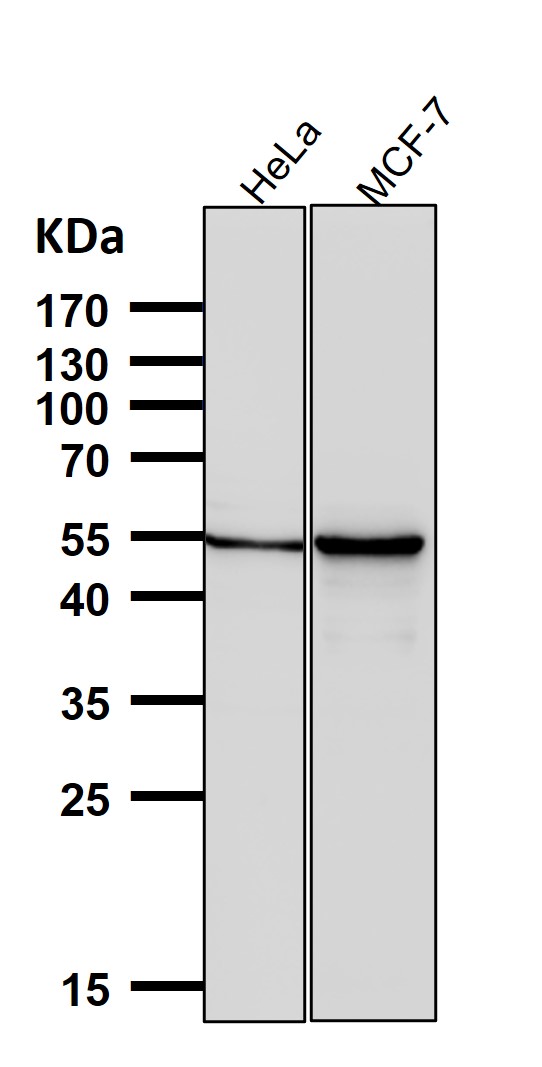 Osteopontin Ab