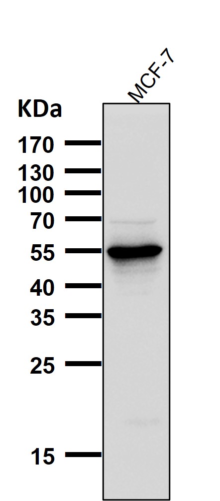 Osteopontin Ab