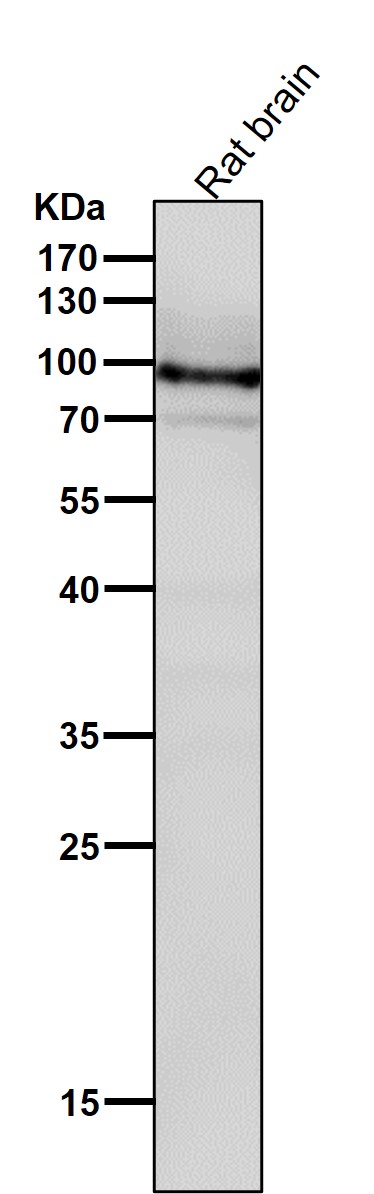 ATF6 Ab