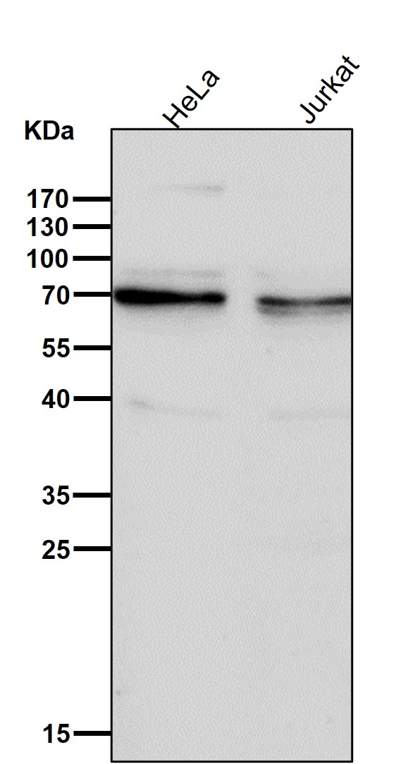 TXNRD3 Ab